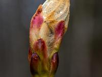 Blattknospe mit Wassertropfen entfaltet sich an Zweigende